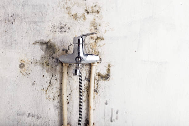 Mold Removal and Inspection in Cornelia, GA