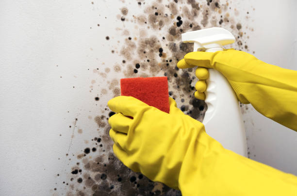 Best Professional Mold Removal  in Cornelia, GA