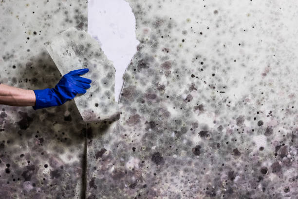 Best Home Mold Removal  in Cornelia, GA