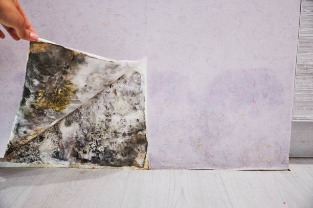 Best Local Mold Removal Service  in Cornelia, GA